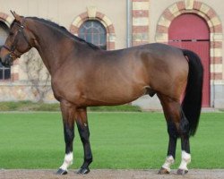 stallion GFE Amant du Chateau (Selle Français, 2010, from Diamant de Semilly)