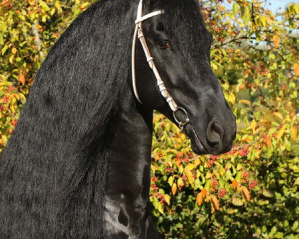 stallion Alwin 469 (Friese, 2008, from Felle 422)