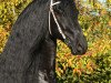 stallion Alwin 469 (Friese, 2008, from Felle 422)