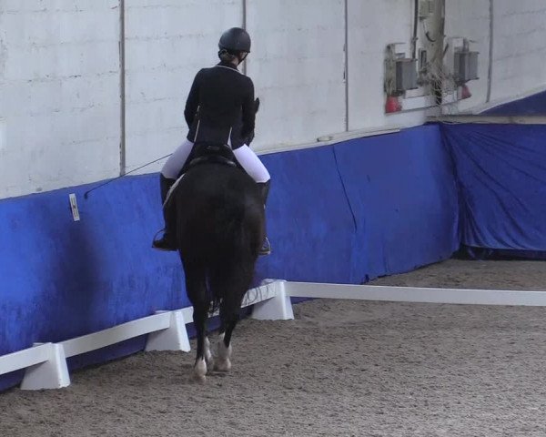 Reitturnier Pforzheim 2019