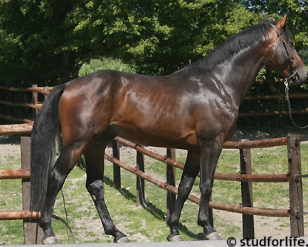 stallion Quid de Talma (Selle Français, 2004, from Contendro I)