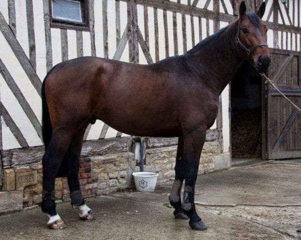 stallion Aldo du Plessis (Selle Français, 2010, from Orient Express HDC)