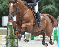 stallion Tresor D'Helby (Selle Français, 2007, from Ivor d'Helby)