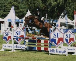 stallion Volcan D'Helby (Selle Français, 2009, from Kouros D'Helby)