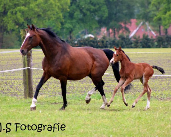 broodmare Angie (Oldenburg, 1999, from Gracieux)