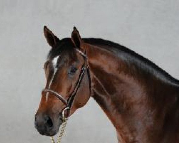 stallion Urbain D'Helby (Selle Français, 2008, from Damiro)