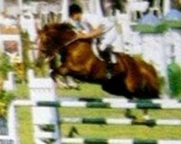 stallion Saphir Rouge II (Selle Français, 1984, from Galoubet A)