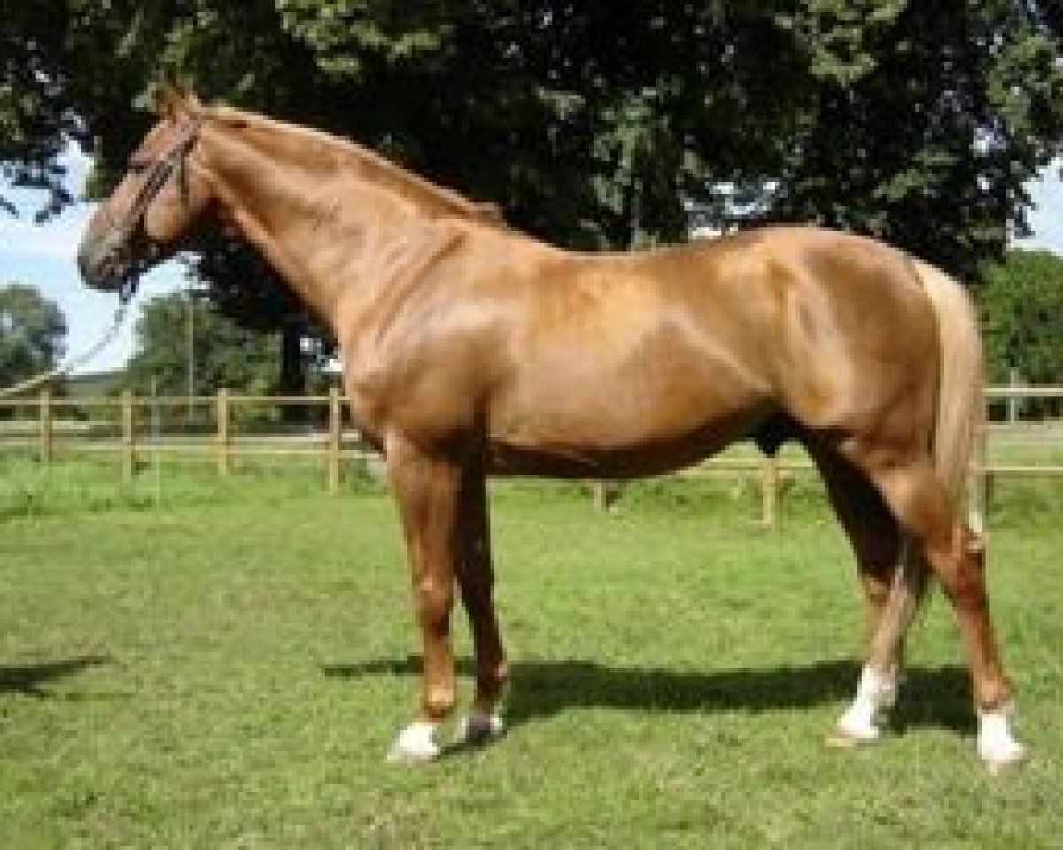 stallion Grenat de Grez (Selle Français, 1994, from Saphir Rouge II)