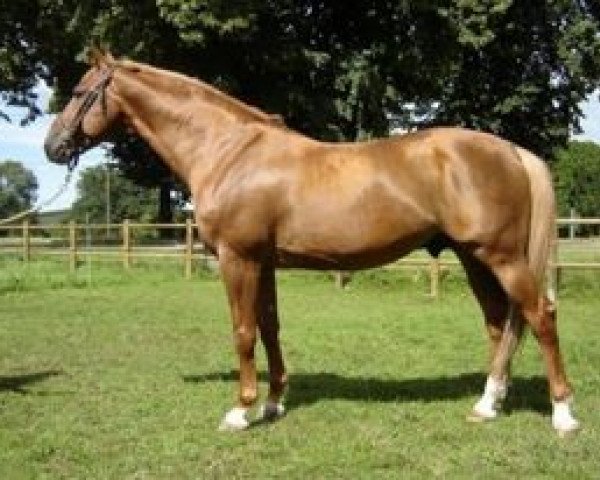 stallion Grenat de Grez (Selle Français, 1994, from Saphir Rouge II)