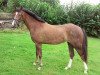 broodmare Lambada B (German Riding Pony, 2013, from Cedrik)