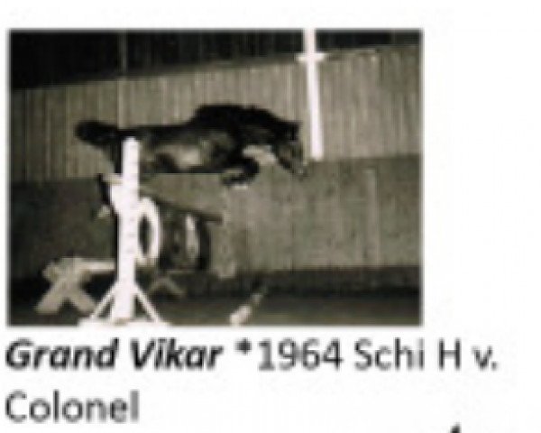 stallion Grand Vikar (Holsteiner, 1964, from Colonel)