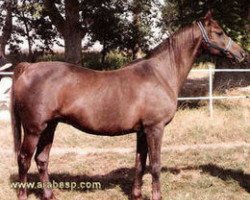 broodmare Garpa ox (Arabian thoroughbred, 1965, from Maquillo ox)