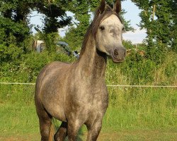 horse Czafarid (Arabian thoroughbred, 2011, from Piaff ox)