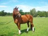 Pferd Perlenmond GR (Trakehner, 1993, von Chardonnay)