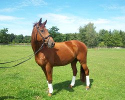 Pferd Perlenmond GR (Trakehner, 1993, von Chardonnay)