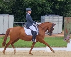 dressage horse Torcello 3 (German Riding Pony, 2009, from Timberland)