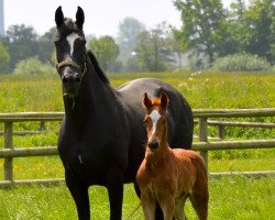 broodmare Dream Star 2 (German Sport Horse, 2003, from Don Jonne)