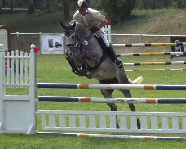 jumper Chicario (Oldenburg show jumper, 2010, from Ciacomini)