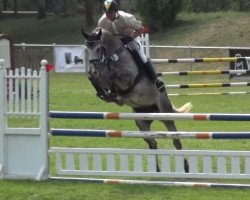 jumper Chicario (Oldenburg show jumper, 2010, from Ciacomini)