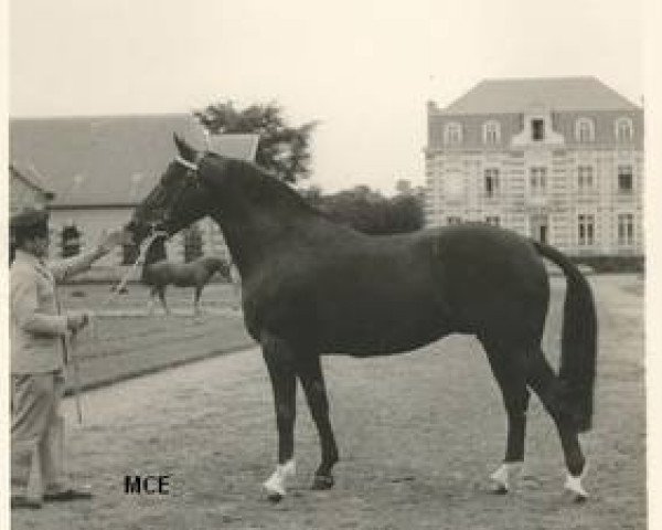 stallion Monseigneur (Selle Français, 1956, from Ultimate xx)