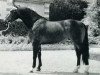 stallion Troubadour (Selle Français, 1963, from Monseigneur)