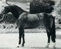 stallion Troubadour (Selle Français, 1963, from Monseigneur)