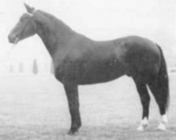 stallion Fasano (Selle Français, 1971, from Troubadour)