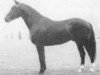 stallion Fasano (Selle Français, 1971, from Troubadour)