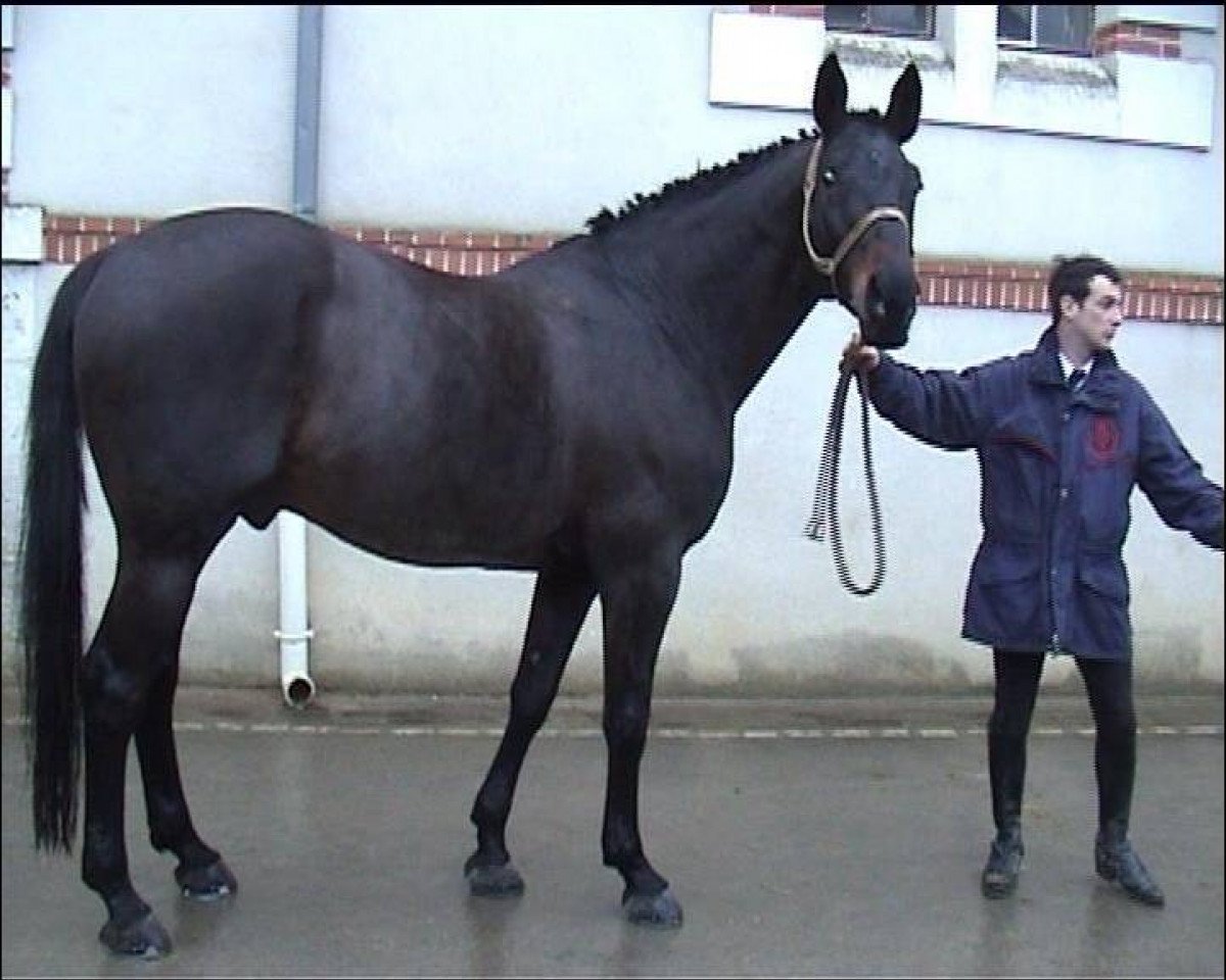 stallion Clown du Chesnay (Selle Français, 1990, from Rosire)