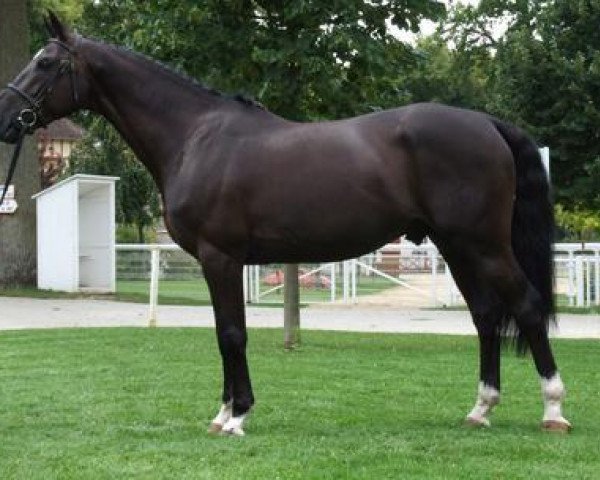 stallion Luccianno (Selle Français, 1999, from Burggraaf)