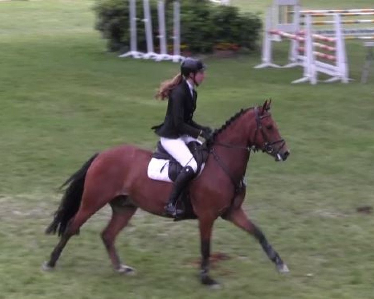 jumper Madlock H (German Riding Pony, 2011, from Makuna Matata WE)