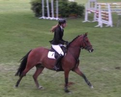 Springpferd Madlock H (Deutsches Reitpony, 2011, von Makuna Matata WE)