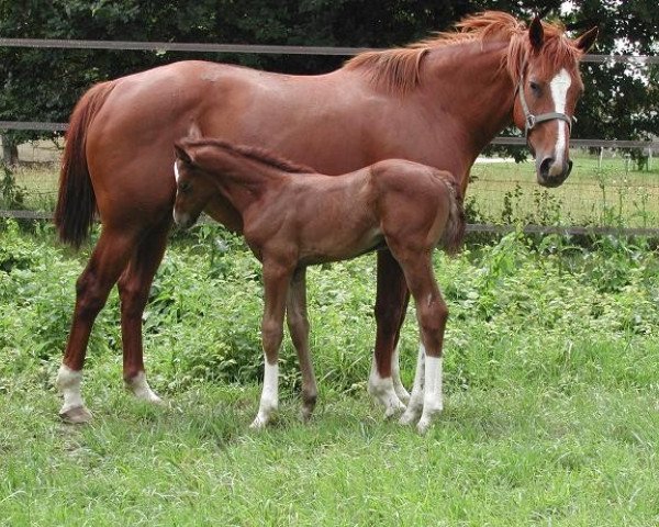 Zuchtstute Joliesse du Bocage (Selle Français, 1997, von Calypso d'Herbiers)