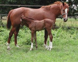 broodmare Joliesse du Bocage (Selle Français, 1997, from Calypso d'Herbiers)