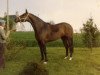 horse Miss des Cresles (Selle Français, 1978, from Amarpour xx)