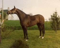 broodmare Miss des Cresles (Selle Français, 1978, from Amarpour xx)