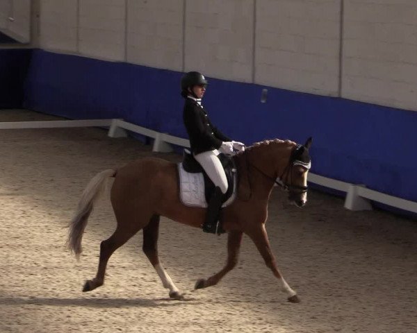 Reitturnier Pforzheim 2019
