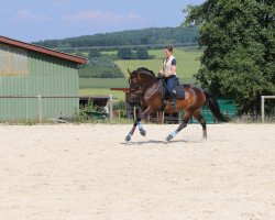 dressage horse Rihanna (Hanoverian, 2010, from Royal Classic I)