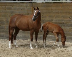 broodmare Kara du Bocage (Selle Français, 1998, from Calypso d'Herbiers)