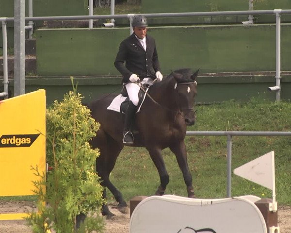 Reitturnier Pforzheim 2019