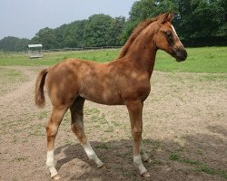 broodmare Dalarna G (Oldenburg, 2016, from Top Gear)