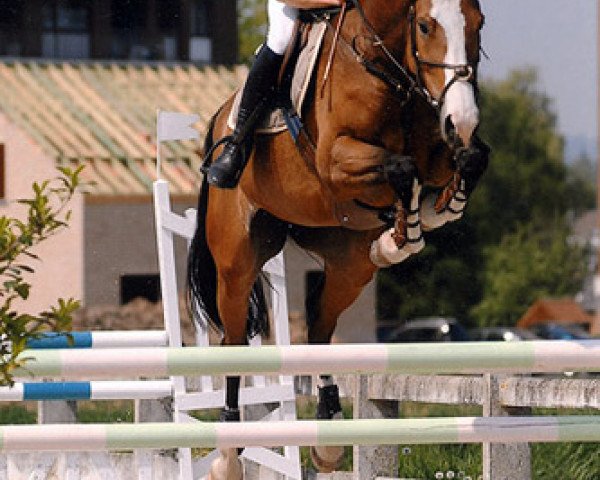 Pferd Shaidane de Saint-Aubert (Belgium Sporthorse, 2002, von Komanche des Fontenis)