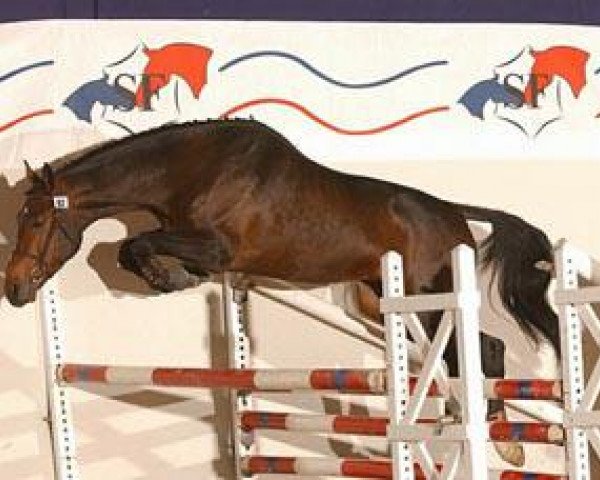 Pferd My Boy de Saint-Aubert (Selle Français, 2000, von Fidji du Fleury)