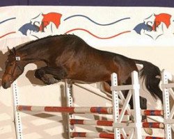 horse My Boy de Saint-Aubert (Selle Français, 2000, from Fidji du Fleury)