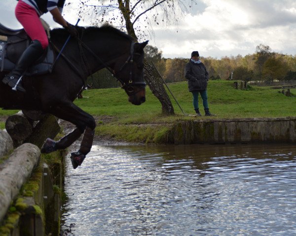 jumper Davidoff (German Riding Pony, 2002, from Donatelli)