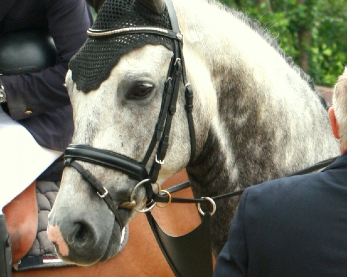 Springpferd Campino Burme (Hannoveraner, 2010, von Cornado NRW)