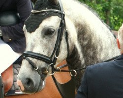 jumper Campino Burme (Hanoverian, 2010, from Cornado NRW)