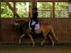 dressage horse Benny NR (Haflinger, 2011, from Belarex)