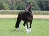 dressage horse Lincoln (Holsteiner, 2007, from Lorentin I)