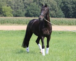 dressage horse Lincoln (Holsteiner, 2007, from Lorentin I)